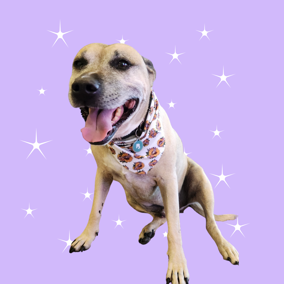 Ray of Sunshine Print - Dog Bandana